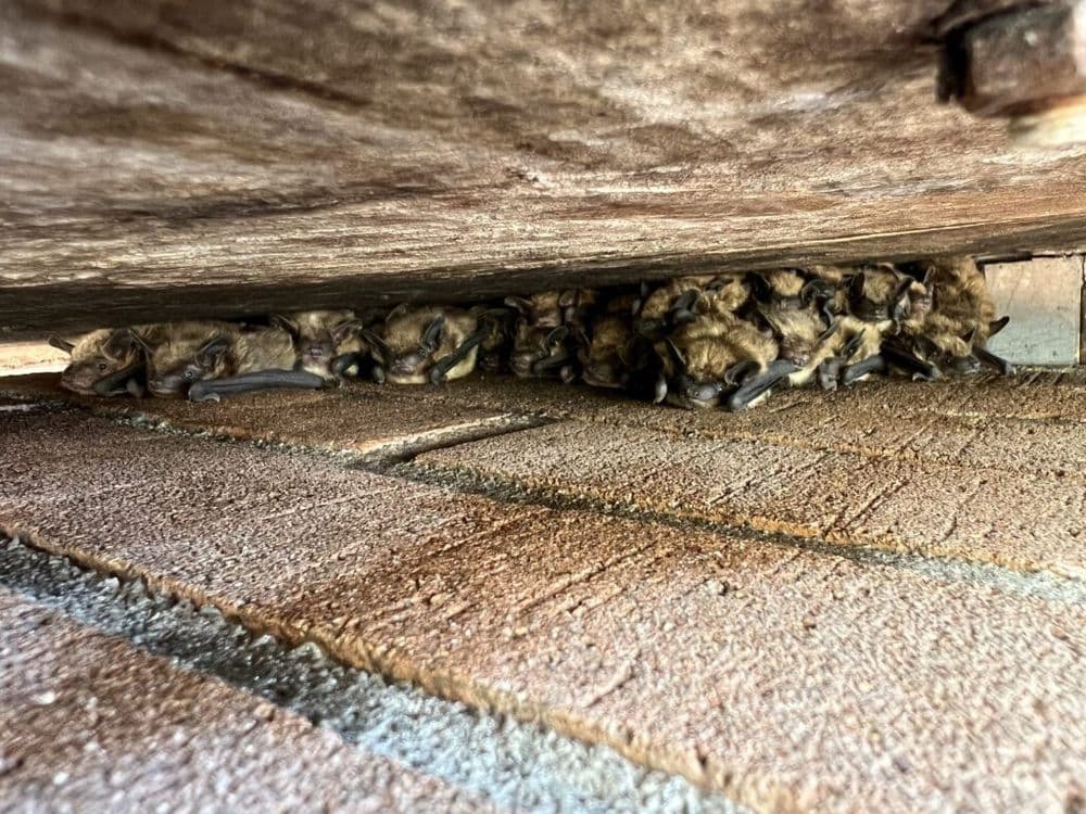 About Green Valley Wildlife Solutions LLC